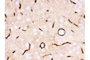 Anti- SLC2A1 Picoband antibody, IHC(P) IHC(P): Rat Brain Tissue