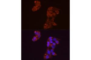Immunofluorescence analysis of HepG2 cells using FGF1 Rabbit pAb (ABIN3021072, ABIN3021073, ABIN3021074 and ABIN6213939) at dilution of 1:50 (40x lens). (FGF1 antibody  (AA 16-155))