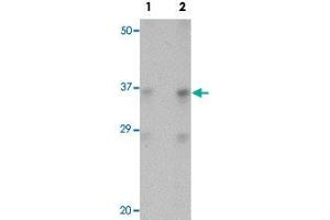 Western blot analysis of BALB/3T3 cells with SOX2 polyclonal antibody  at (Lane 1) 1 and (Lane 2) 2 ug/mL dilution. (SOX2 antibody  (N-Term))