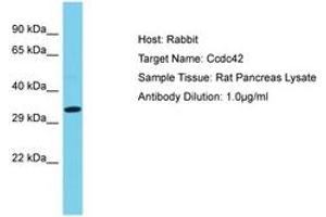 Image no. 1 for anti-Coiled-Coil Domain Containing 42 (CCDC42) (AA 161-210) antibody (ABIN6750336) (CCDC42 antibody  (AA 161-210))