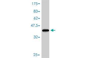 Western Blot detection against Immunogen (40. (FABP1 antibody  (AA 1-127))