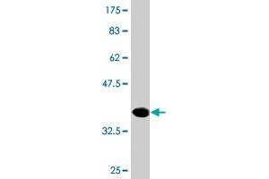 Western Blot detection against Immunogen (36. (NME3 antibody  (AA 73-169))