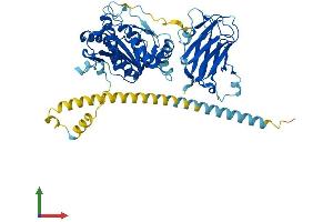 AlphaFold protein structure predicition of Human Recombinant MGAT4A Protein, UniprotID Q9UM21