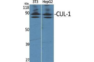 Western Blot (WB) analysis of specific cells using CUL-1 Polyclonal Antibody. (Cullin 1 antibody  (C-Term))