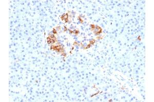 Formalin-fixed, paraffin-embedded human Pancreas stained with Ferritin, Light Chain Mouse Monoclonal Antibody (FTL/1387). (FTL antibody  (AA 38-165))