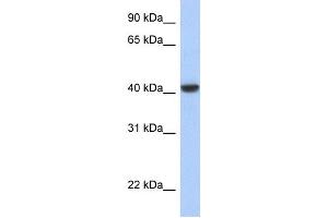 WB Suggested Anti-JUN Antibody Titration:  0. (C-JUN antibody  (N-Term))