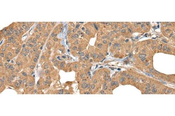 BOLA1 antibody
