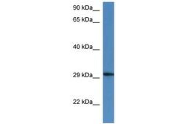 HARBI1 antibody  (N-Term)