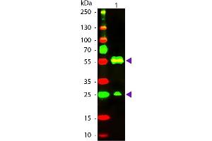 Western Blot of Texas conjugated Goat Anti-Armenian Hamster IgG secondary antibody. (Goat anti-Armenian Hamster IgG (Heavy & Light Chain) Antibody (Texas Red (TR)) - Preadsorbed)