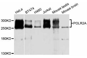 Western blot analysis of extracts of various cell lines, using POLR2A antibody (ABIN5998562) at 1/1000 dilution. (POLR2A/RPB1 antibody)
