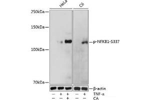 Western blot analysis of extracts of various cell lines using Phospho-NFKB1(S337) Polyclonal Antibody at dilution of 1:1000. (NFKB1 antibody  (pSer337))