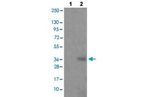 Western blot analysis of Lane 1: antigen-specific peptide treated JK cells, Lane 2: JK cells with HNRNPD (phospho S83) polyclonal antibody  at 1:500-1:1000 dilution. (HNRNPD/AUF1 antibody  (pSer83))