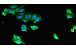 Immunofluorescent analysis of HepG2 cells using ABIN7169459 at dilution of 1:100 and Alexa Fluor 488-congugated AffiniPure Goat Anti-Rabbit IgG(H+L) (STAC antibody  (AA 1-119))