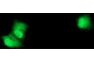 Anti-RPS6KB1 mouse monoclonal antibody (ABIN2454594) immunofluorescent staining of COS7 cells transiently transfected by pCMV6-ENTRY RPS6KB1 (RC217324).