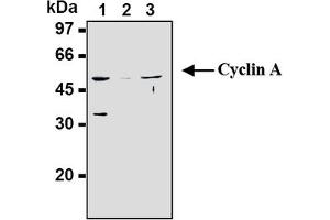 Western Blotting (WB) image for anti-Cyclin A2 (CCNA2) antibody (ABIN567779) (Cyclin A antibody)