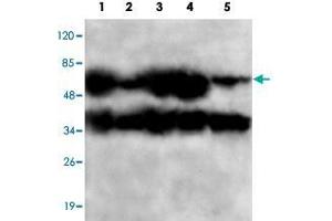 Western blot analysis of PPP2CB monoclonal antibody  at 1:1000 dilution. (PPP2CB antibody  (C-Term))