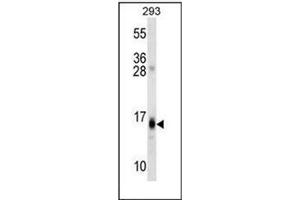 Western blot analysis of RGS8 Antibody (N-term) in 293 cell line lysates (35ug/lane). (RGS8 antibody  (N-Term))