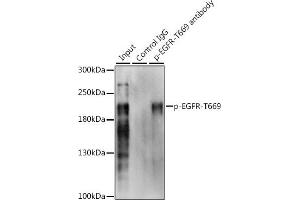 Immunoprecipitation analysis of 200 μg extracts of A-431 cells, using 3 μg Phospho-EGFR-T669 pAb (ABIN3019460, ABIN3019461, ABIN3019462 and ABIN6225383). (EGFR antibody  (pThr669))
