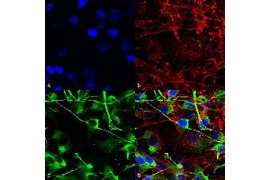 Immunocytochemistry/Immunofluorescence analysis using Mouse Anti-GluN2A/NR2A Monoclonal Antibody, Clone S327-95 (ABIN2483881). (NMDAR2A antibody  (AA 75-325) (HRP))
