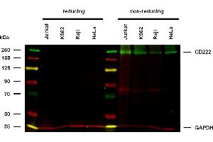 Anti-Hu CD222 Purified (clone MEM-240) works in WB application under non-reducing conditions. (IGF2R antibody)