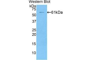 Western Blotting (WB) image for anti-Fibrinogen-Like 1 (FGL1) (AA 23-314) antibody (ABIN1858888) (FGL1 antibody  (AA 23-314))