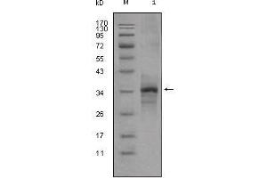 Western Blot showing Myostatin antibody used against truncated Myostatin-His recombinant protein (1). (MSTN antibody)