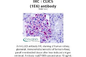 Image no. 1 for anti-Chloride Intracellular Channel 5 (CLIC5) (AA 91-191) antibody (ABIN1723915)