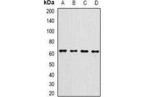 Western blot analysis of Gc-globulin expression in A549 (A), A375 (B), SHSY5Y (C), mouse liver (D) whole cell lysates.