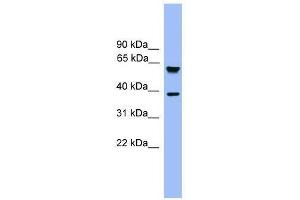 FBXL12 antibody used at 0.