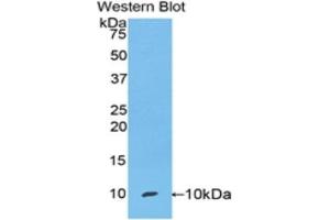 Western Blotting (WB) image for anti-Secretoglobin, Family 1A, Member 1 (Uteroglobin) (SCGB1A1) (AA 22-96) antibody (ABIN1173807) (SCGB1A1 antibody  (AA 22-96))