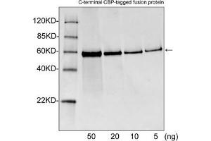 Western blot analysis of CBP tagged fusion proteins expressed in E. (CBP Tag antibody)