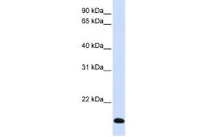Western Blotting (WB) image for anti-Ring Finger Protein 185 (RNF185) antibody (ABIN2458746)