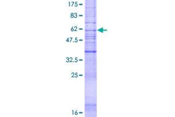 Angiotensin II Type 2 Receptor Protein (AA 1-363) (GST tag)