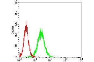 Flow cytometric analysis of Hela cells using RBL2 mouse mAb (green) and negative control (red). (p130 antibody  (AA 939-1139))