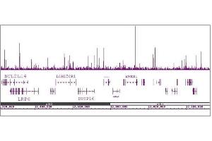 HNF-3a / FOXA1 antibody (mAb) tested by ChIP-Seq. (FOXA1 antibody  (AA 7-103))