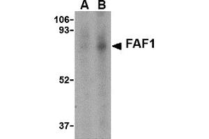 Western Blotting (WB) image for anti-Fas (TNFRSF6) Associated Factor 1 (FAF1) (C-Term) antibody (ABIN1030385) (FAF1 antibody  (C-Term))