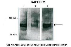 Human sperm and mouse liver (RAPGEF2 antibody  (Middle Region))