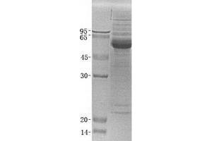Validation with Western Blot (GFRA1 Protein (Transcript Variant 3))