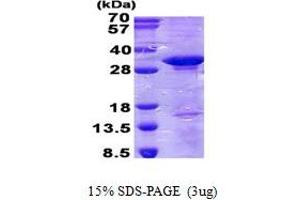 Image no. 1 for CD300c (CD300C) protein (His tag) (ABIN1098748)