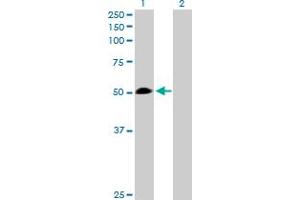 Western Blot analysis of WARS expression in transfected 293T cell line by WARS MaxPab polyclonal antibody. (WARS antibody  (AA 1-471))
