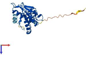 Pyroglutamyl-Peptidase I-Like (PGPEP1L) (AA 1-196) protein (His tag)
