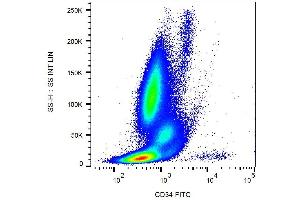 Surface staining of CD34+ cells in human peripheral blood with anti-CD34 (581) FITC.