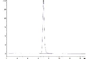 The purity of Biotinylated Human SIRP alpha V4 is greater than 95 % as determined by SEC-HPLC.