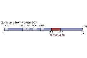 Image no. 3 for anti-Tight Junction Protein 1 (TJP1) (AA 1048-1247) antibody (ABIN968283) (TJP1 antibody  (AA 1048-1247))