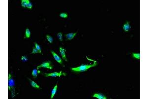 Immunofluorescent analysis of U251 cells using ABIN7166368 at dilution of 1:100 and Alexa Fluor 488-congugated AffiniPure Goat Anti-Rabbit IgG(H+L) (ZGRF1 antibody  (AA 3-302))