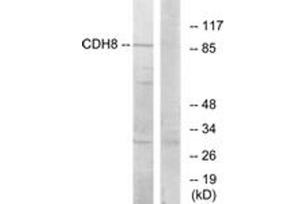 Cadherin 8 Antikörper  (AA 491-540)