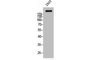 Western Blot analysis of 293T cells using PTPζ Polyclonal Antibody (PTPRZ1 antibody  (N-Term))