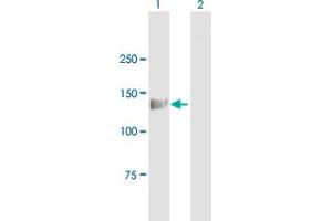 Western Blot analysis of EIF4ENIF1 expression in transfected 293T cell line by EIF4ENIF1 MaxPab polyclonal antibody. (EIF4ENIF1 antibody  (AA 1-985))