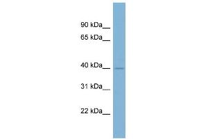 WB Suggested Anti-A4GALT Antibody Titration:  0. (A4GALT antibody  (Middle Region))