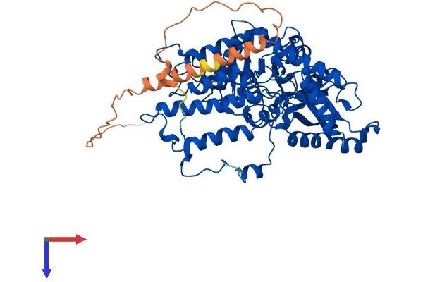 GAD Protein (AA 1-594) (His tag)